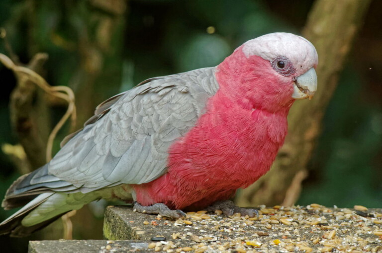 КАКАДУ РОЖЕВИЙ