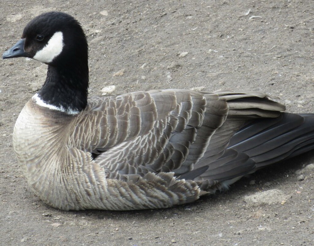 CANADA GOOSE