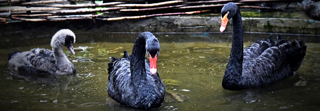 BLACK SWAN