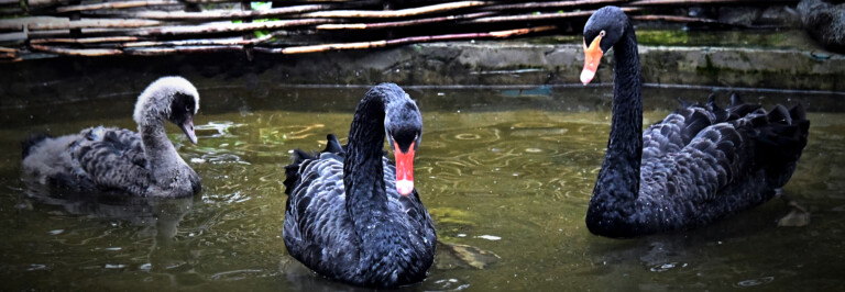 BLACK SWAN