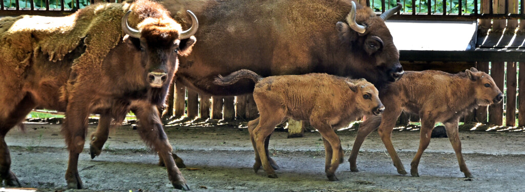 Children - wisent kindergarten of KyivZoo - KYIVZOO