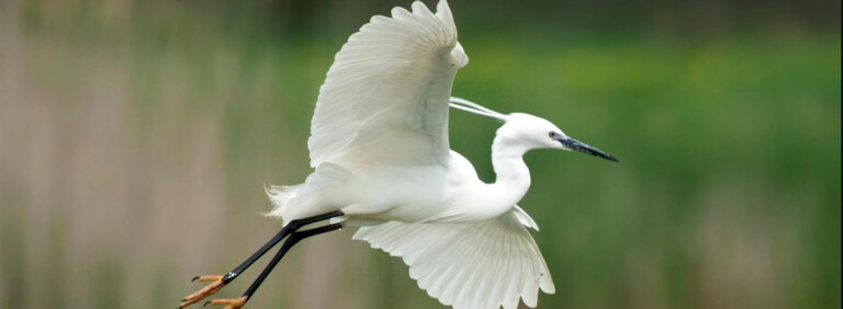 LITTLE EGRET
