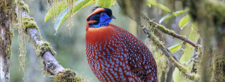 TEMMINCK’S TRAGOPAN