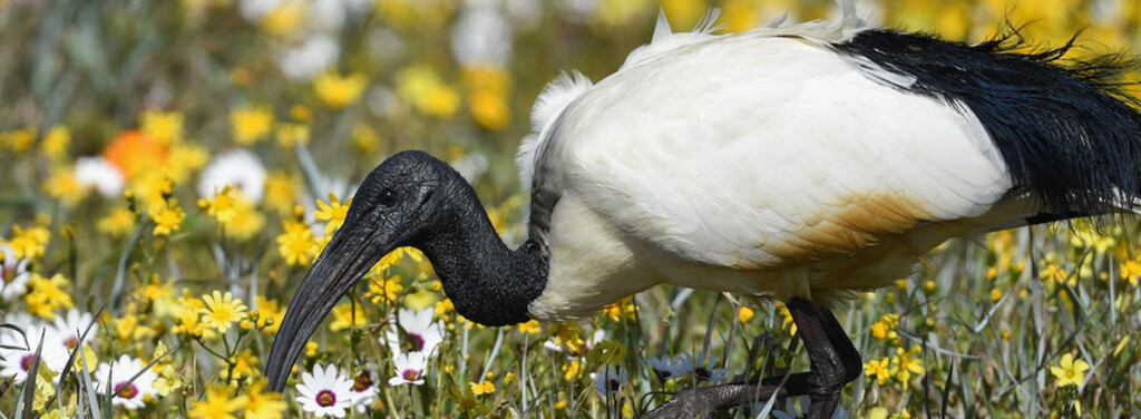 SACRED IBIS