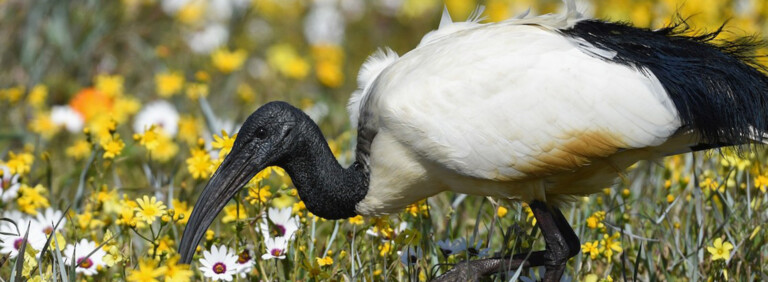 SACRED IBIS