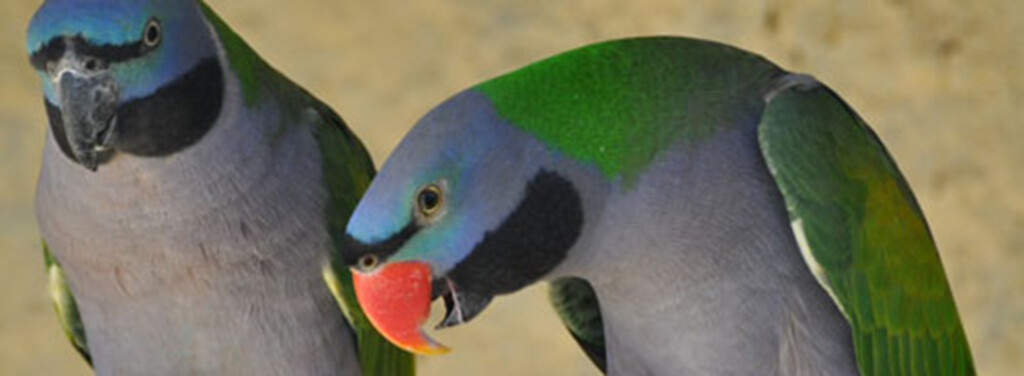 DERBIAN PARAKEET