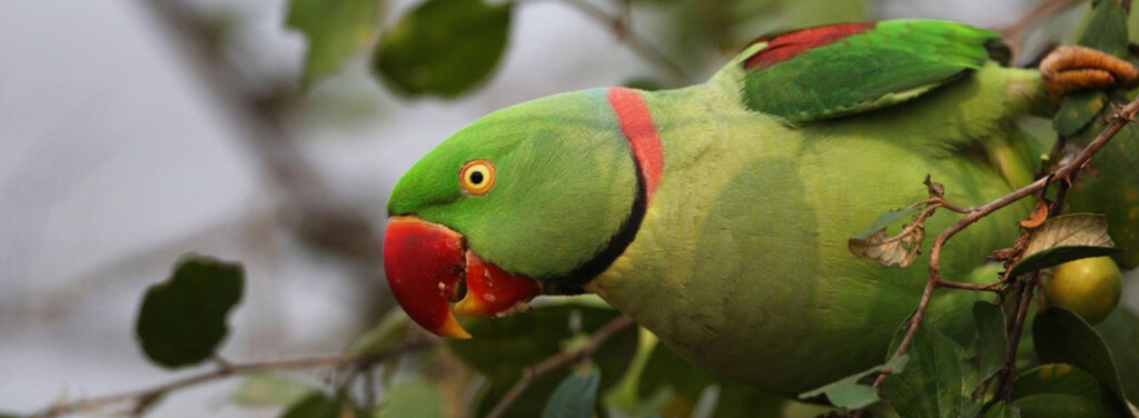 INDIAN PARAKEET (ALEXANDRINE PARAKEET)
