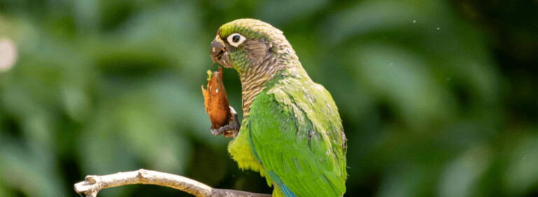 PATAGONIAN CONURE