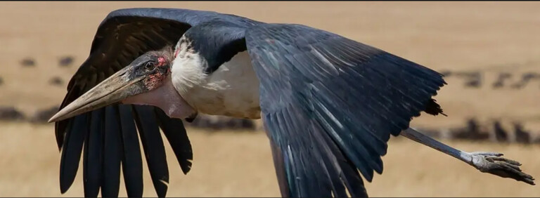 AFRICAN MARABOU