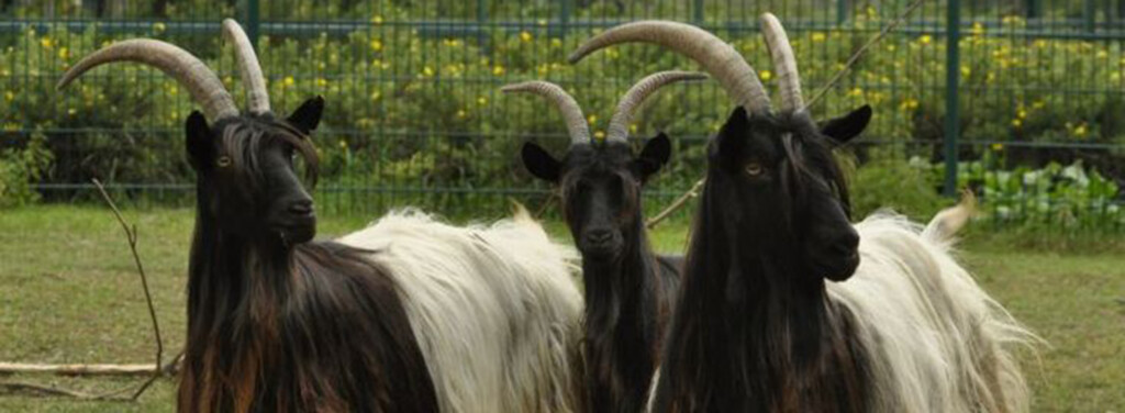SWISS BLACKNECK GOAT
