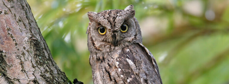 EURASIAN SCOPS OWL