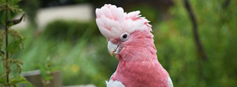 GALAH COCKATOO