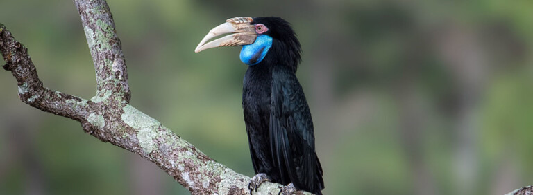 WREATHED HORNBILL