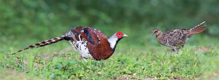 ELLIOT’S PHEASANT