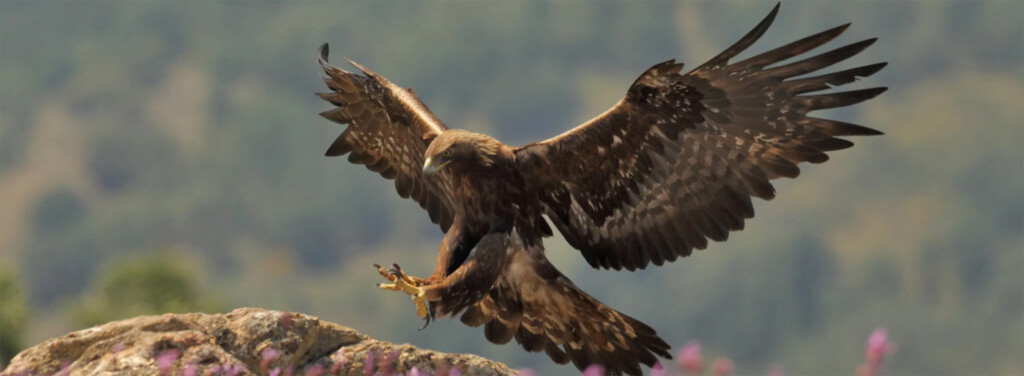 GOLDEN EAGLE