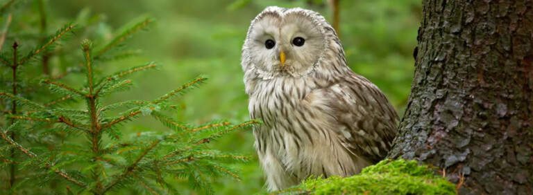 URAL OWL