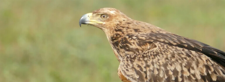TAWNY EAGLE