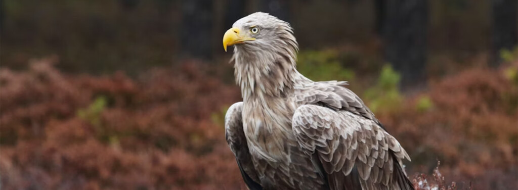 WHITE-TAILED EAGLE