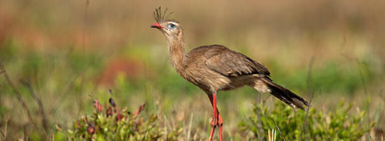 RED-LEGGED SERIEMA