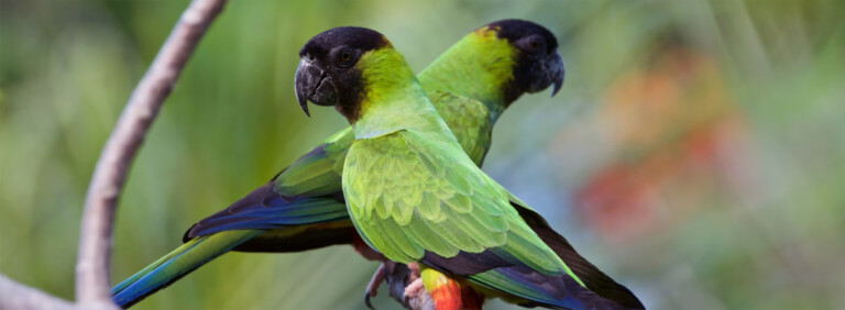 NANDAY PARAKEET