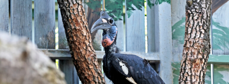 ABYSSINIAN GROUND HORNBILL