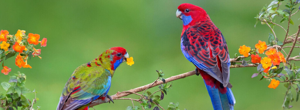 CRIMSON ROSELLA