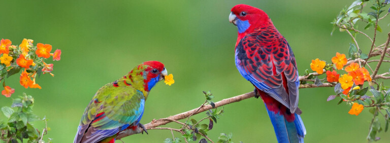 CRIMSON ROSELLA