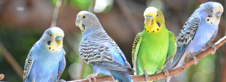 BUDGERIGAR