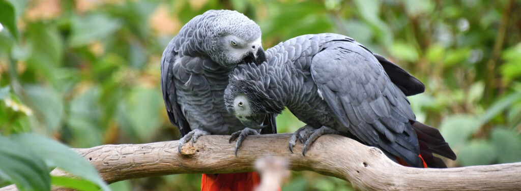 AFRICAN GREY PARROT