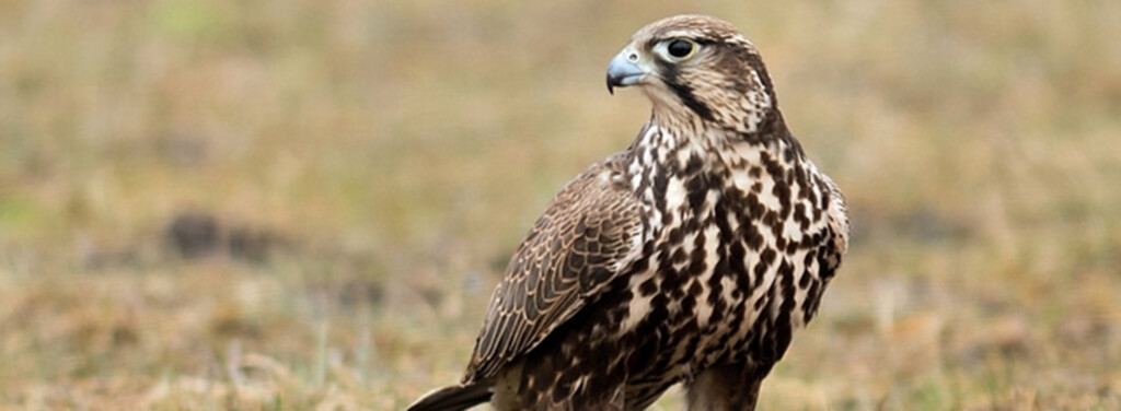 SAKER FALCON