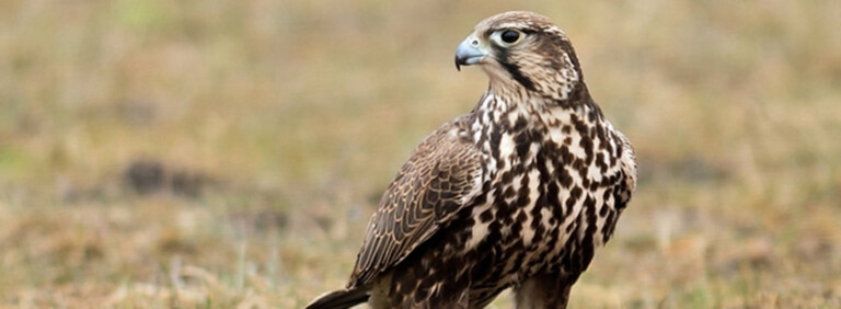 SAKER FALCON