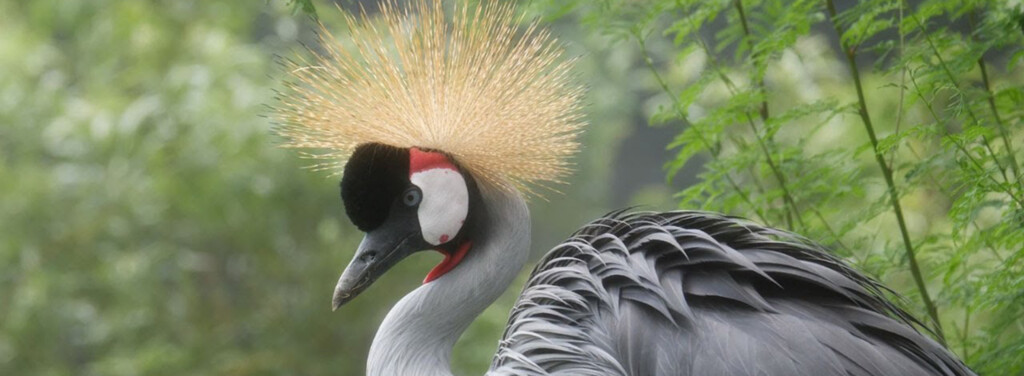 EASTERN GREYCROWNED CRANE