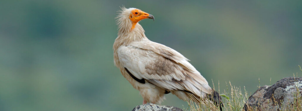 EGYPTIAN VULTURE