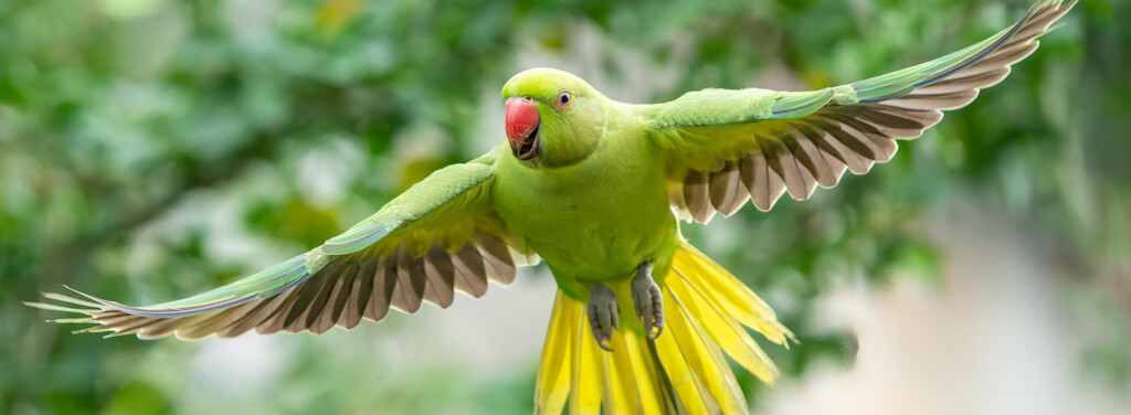 ROSE-RINGED PARAKEET