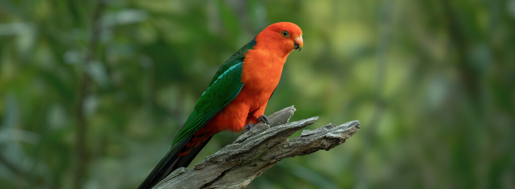 AUSTRALIAN KING PARROT