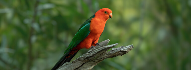 AUSTRALIAN KING PARROT