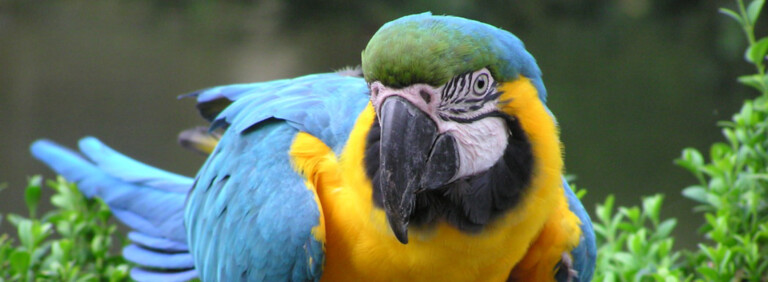 BLUE-AND-YELLOW MACAW