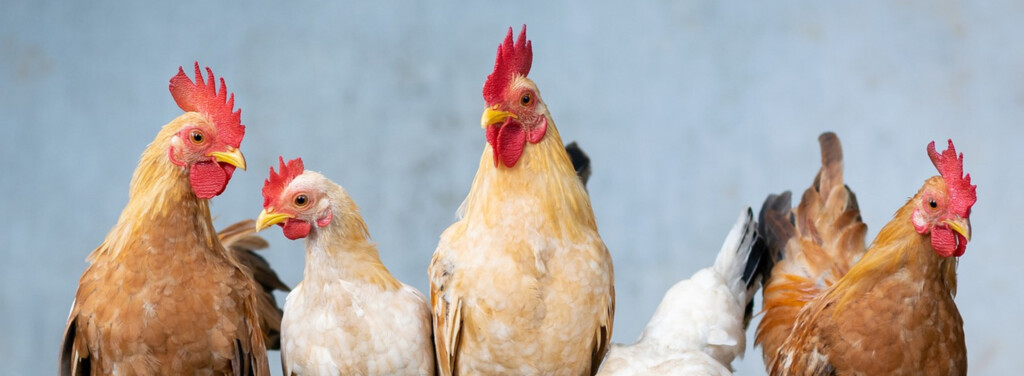 CHICKEN