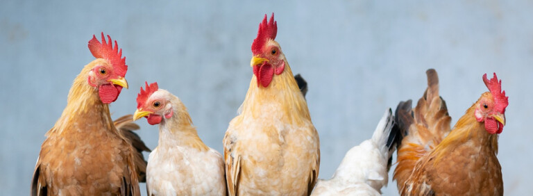 CHICKEN