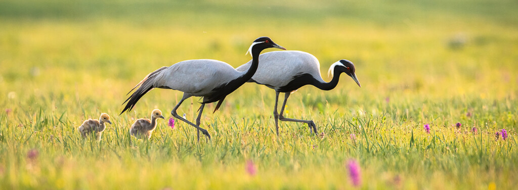 DEMOISELLE CRANE
