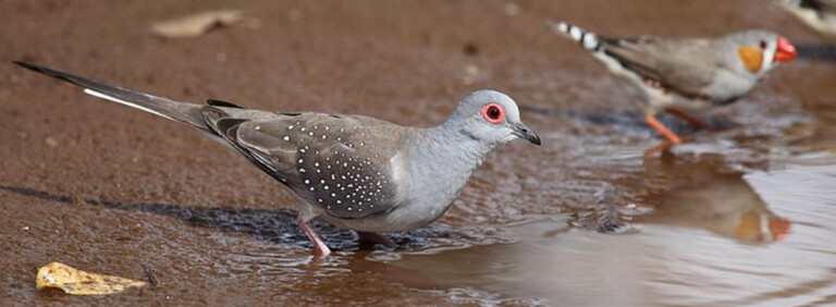 DIAMOND DOVE