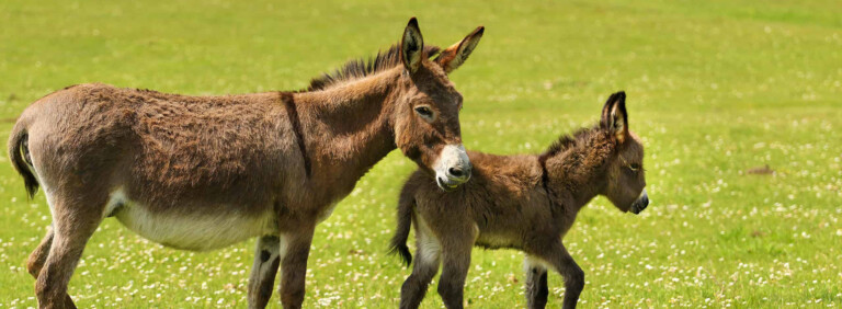 DONKEY