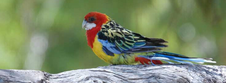 EASTERN ROSELLA