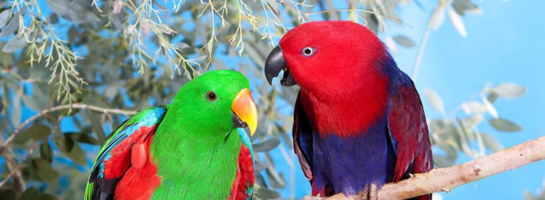 ECLECTUS PARROT