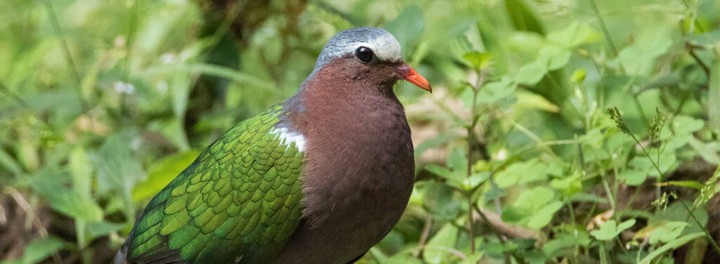 COMMON EMERALD DOVE