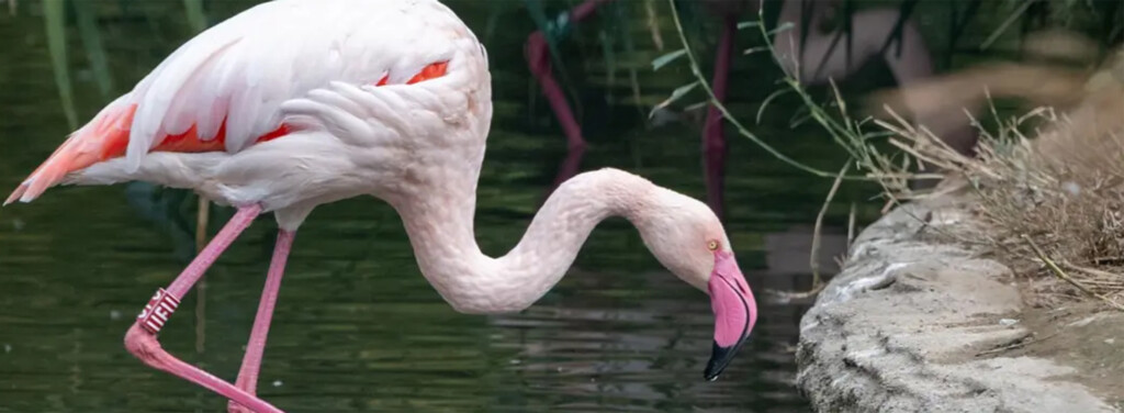 GREATER FLAMINGO