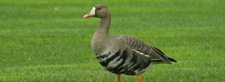 GREATER WHITE-FRONTED GOOSE