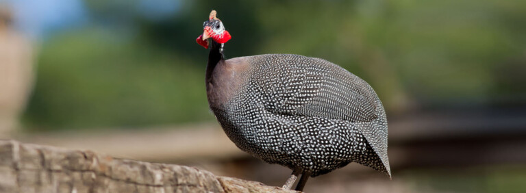 HELMETED GUINEAFOWL