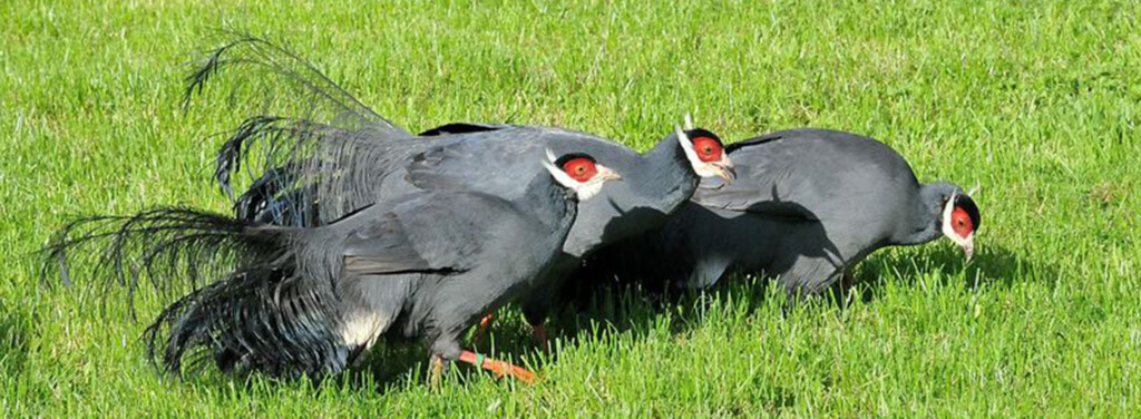 BLUE-EARED PHEASANT