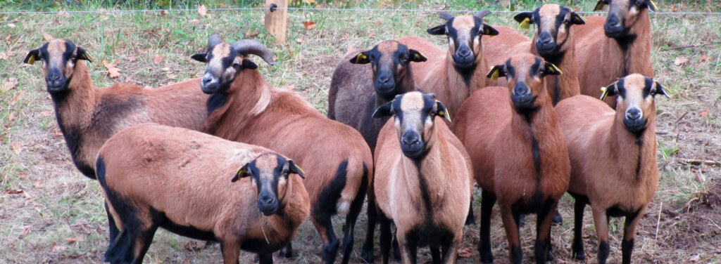 CAMEROON SHEEP